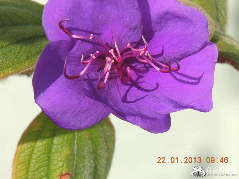 flower 048_.jpg