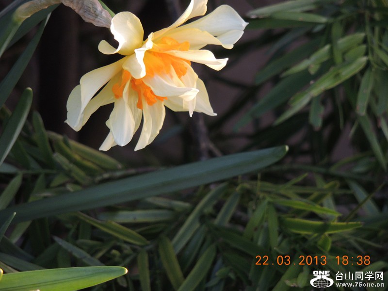 flower 1652_.jpg