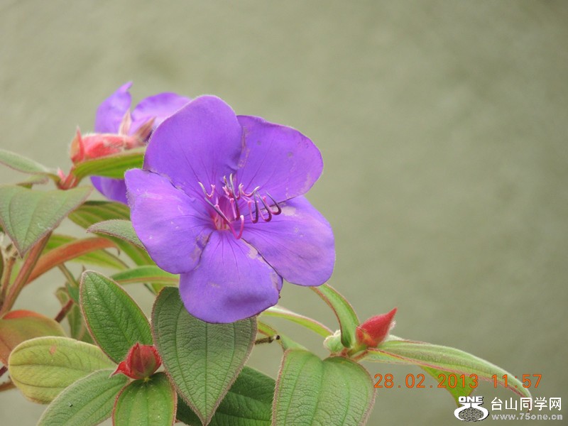 flower 718_.jpg