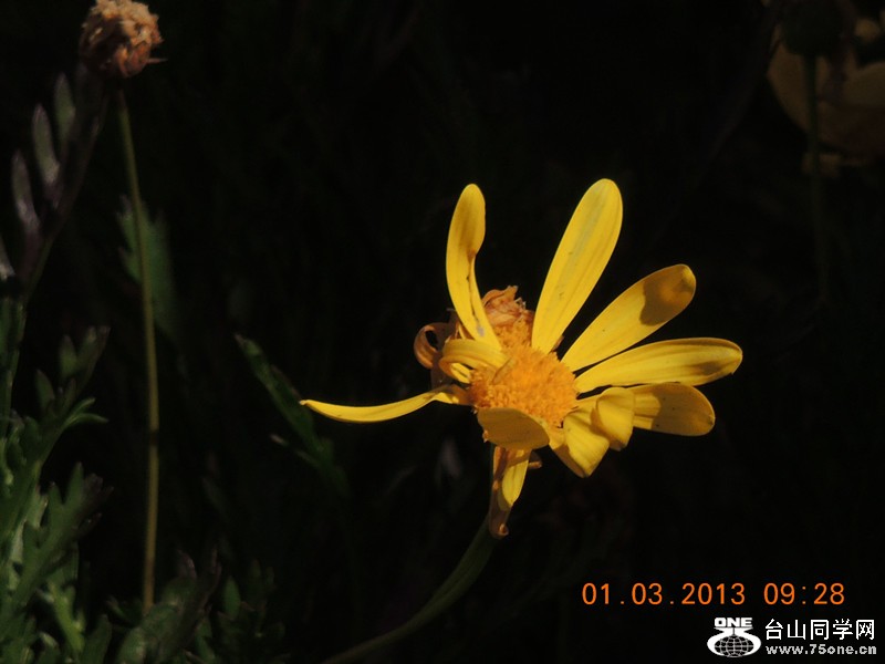 flower 763_.jpg