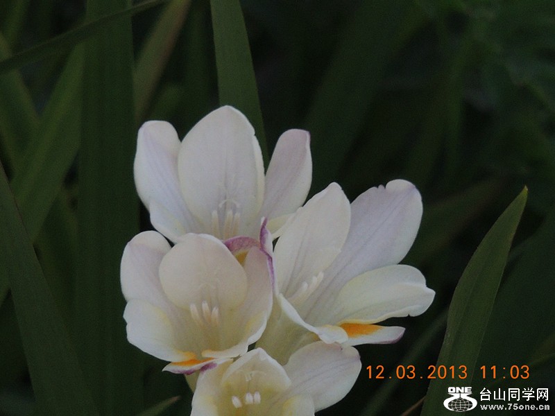 flower 1207_.jpg