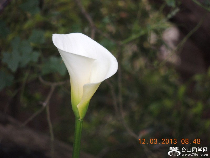 flower 1132_.jpg