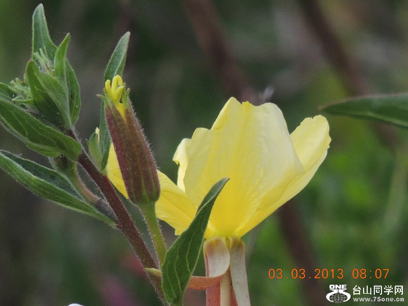 flower 803_.jpg