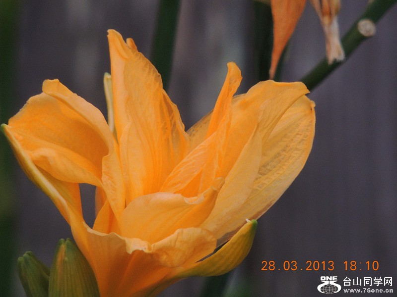 flower 2085_.jpg