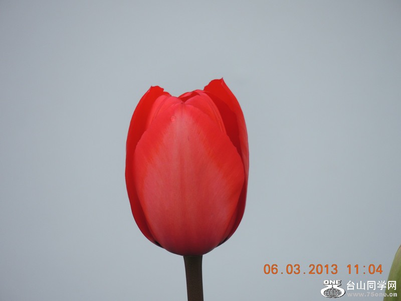 flower 894_.jpg