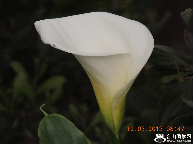 flower 1126_.jpg