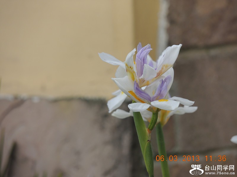 flower 936_.jpg