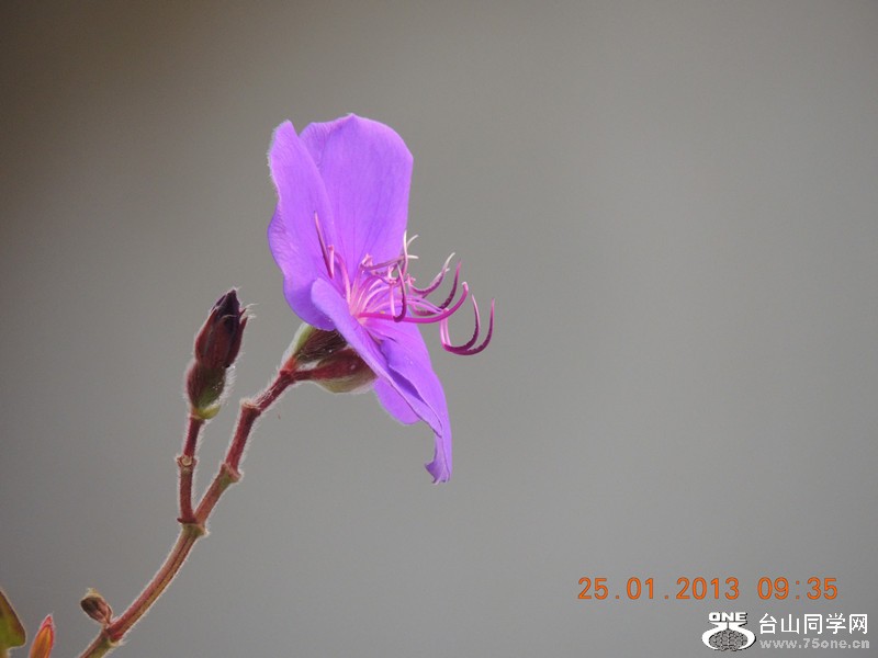 flower 098_.jpg