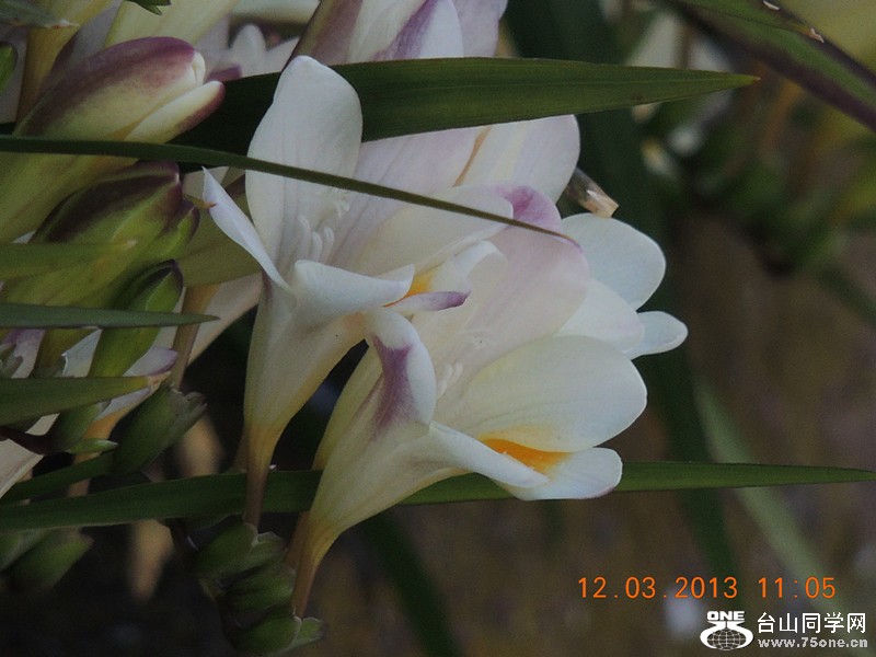 flower 1216_.jpg