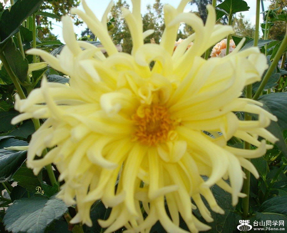 DSC09968-d.jpg