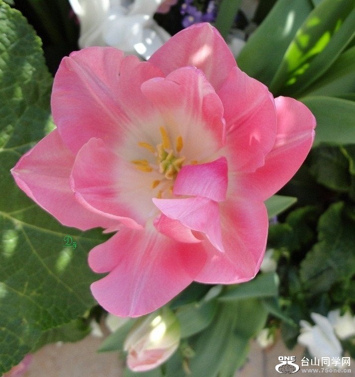 DSC05347-dz.jpg