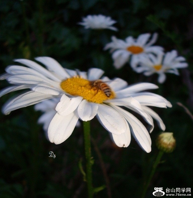 DSC09115-dz.jpg