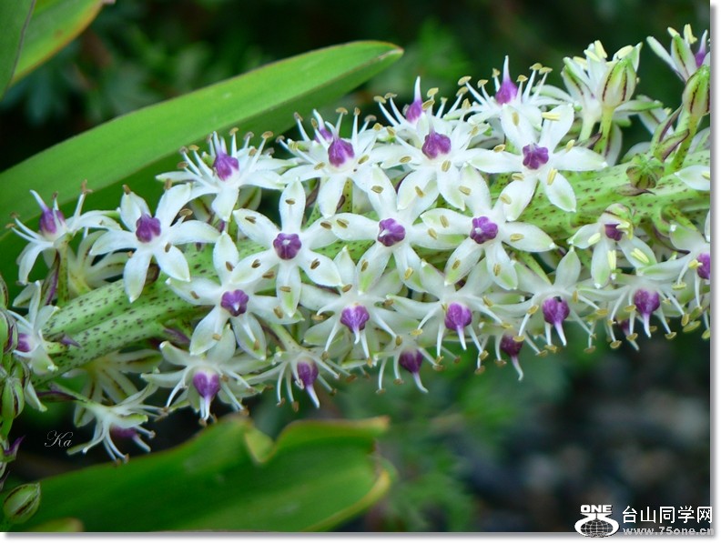 flowers 07-02-13 086.jpg