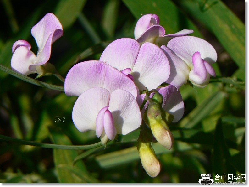 flowers 14-03-13 002.jpg