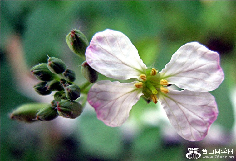 Radish Flower and Buds.jpg