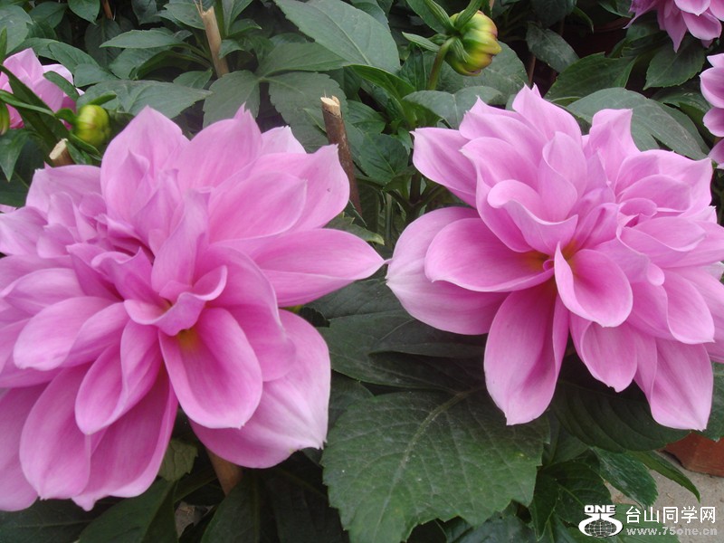 DSC01037_.jpg