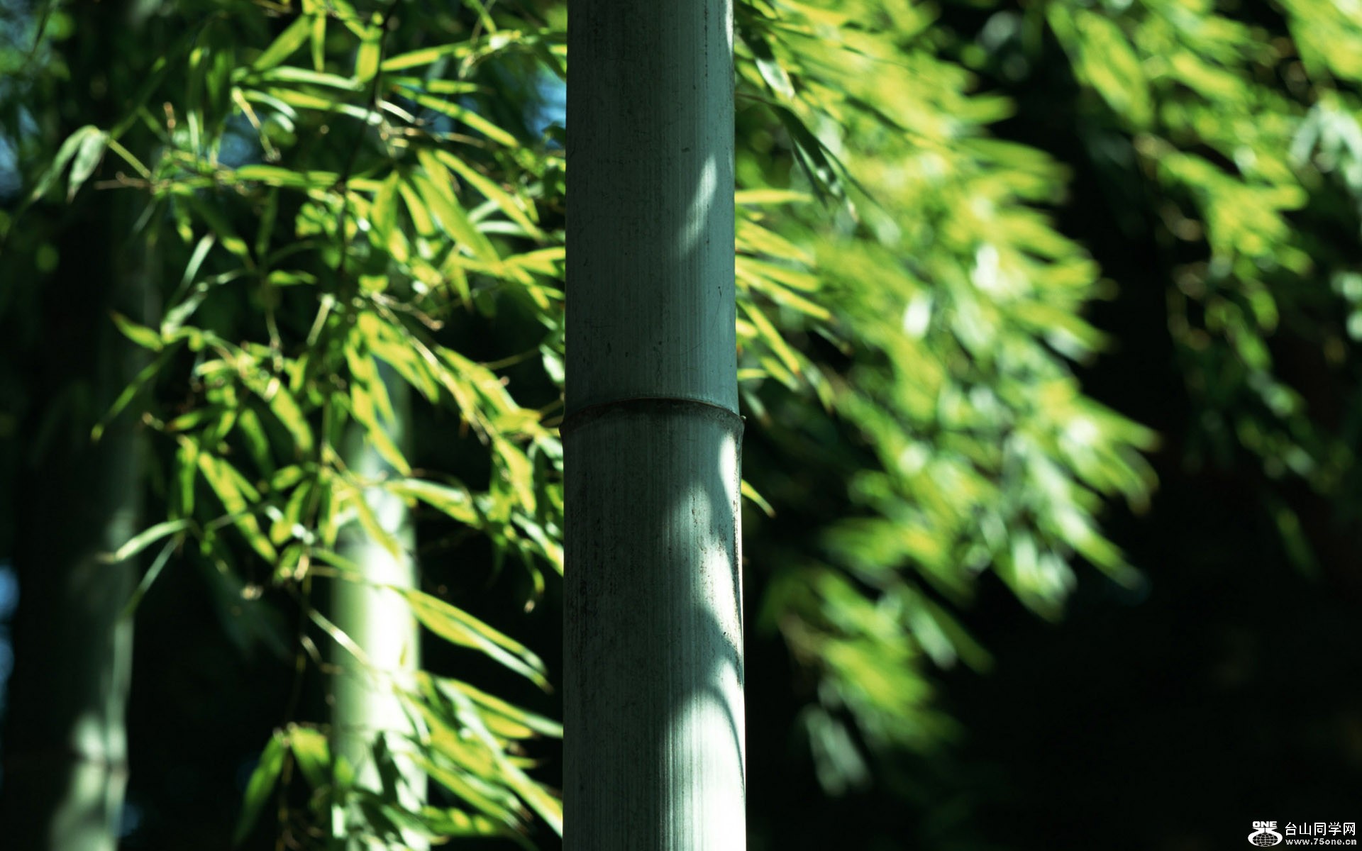 1920Bamboo_1029.jpg