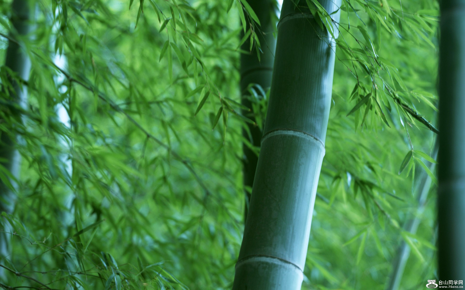 1920Bamboo_1019.jpg