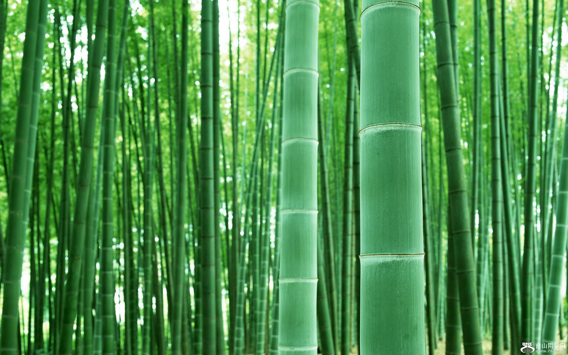 1920Bamboo_1004.jpg