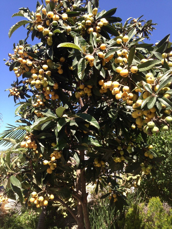 Californian loquat.jpg