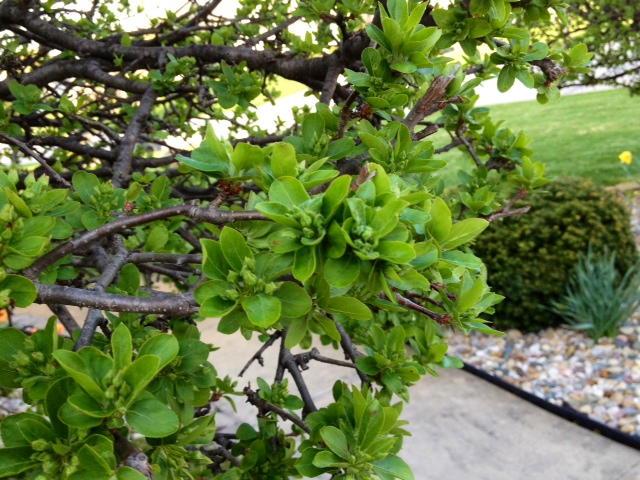tree4.JPG