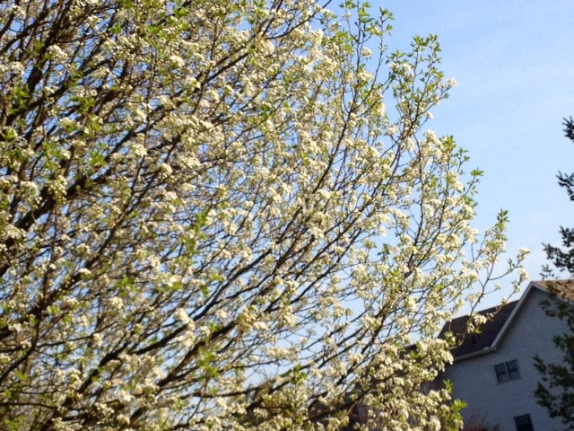 tree3.JPG