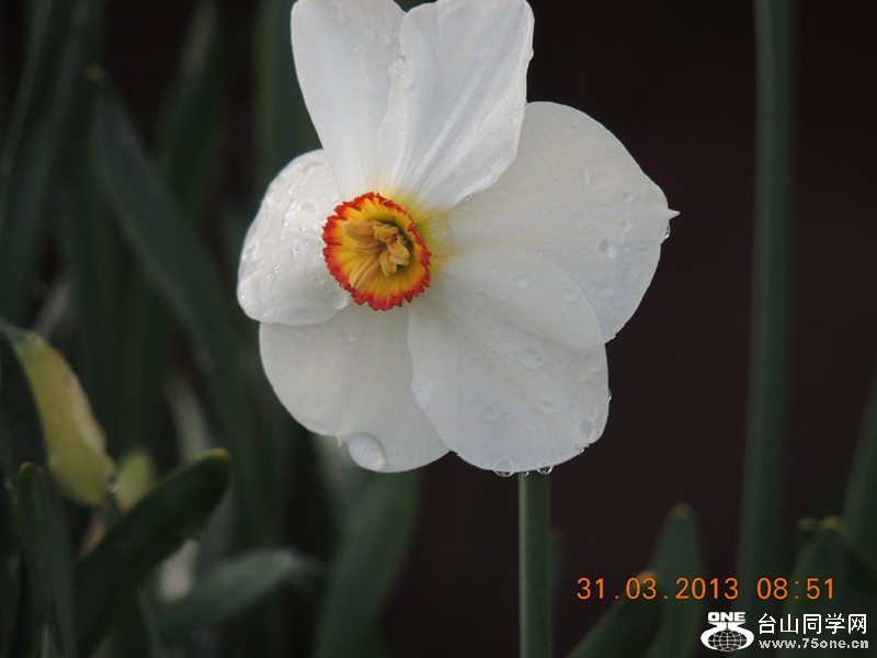 flower 2259_.jpg