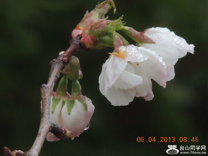flower 2541_.jpg