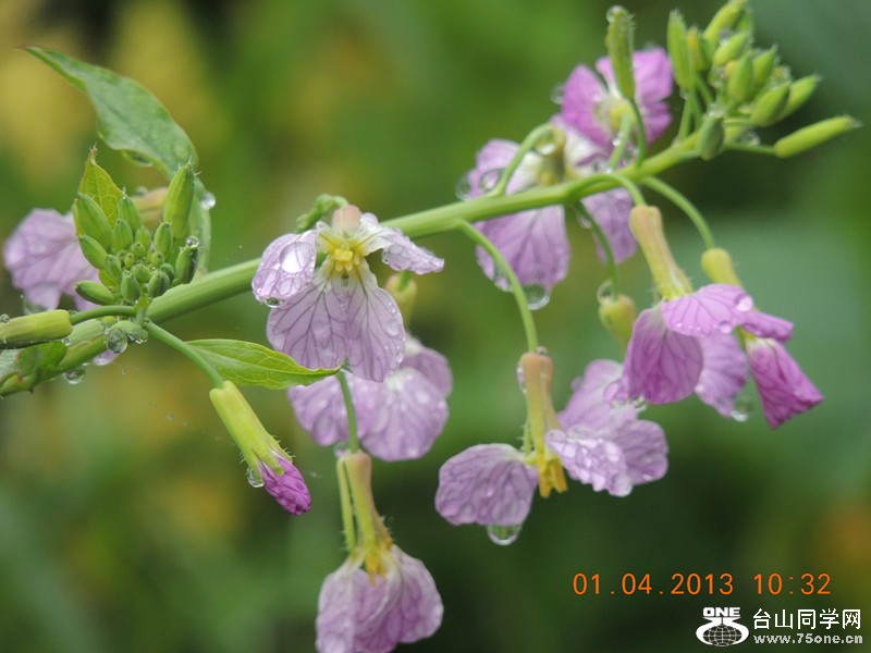 flower 2378_.jpg