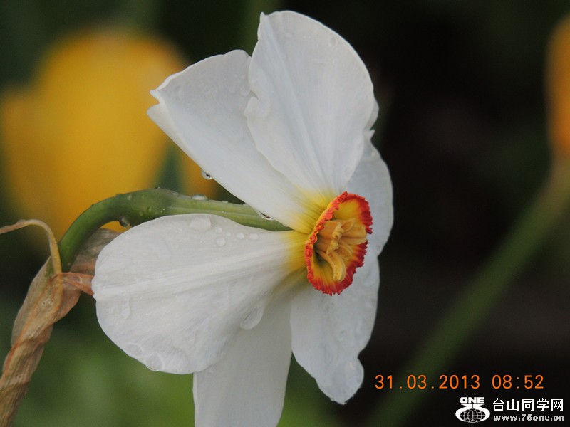 flower 2262_.jpg