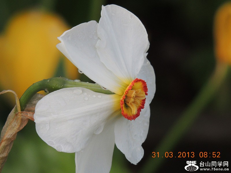 flower 2261_.jpg