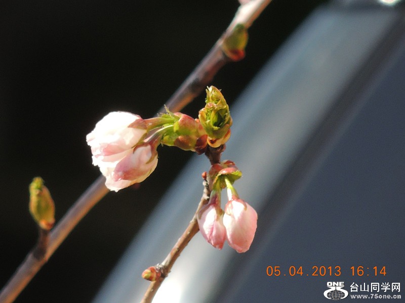 flower 2533_.jpg