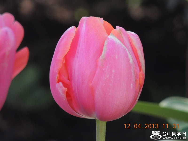 flower 2691_.jpg