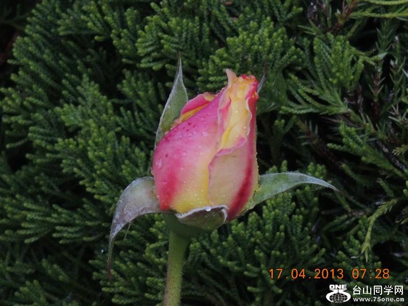 flower 2804_.jpg