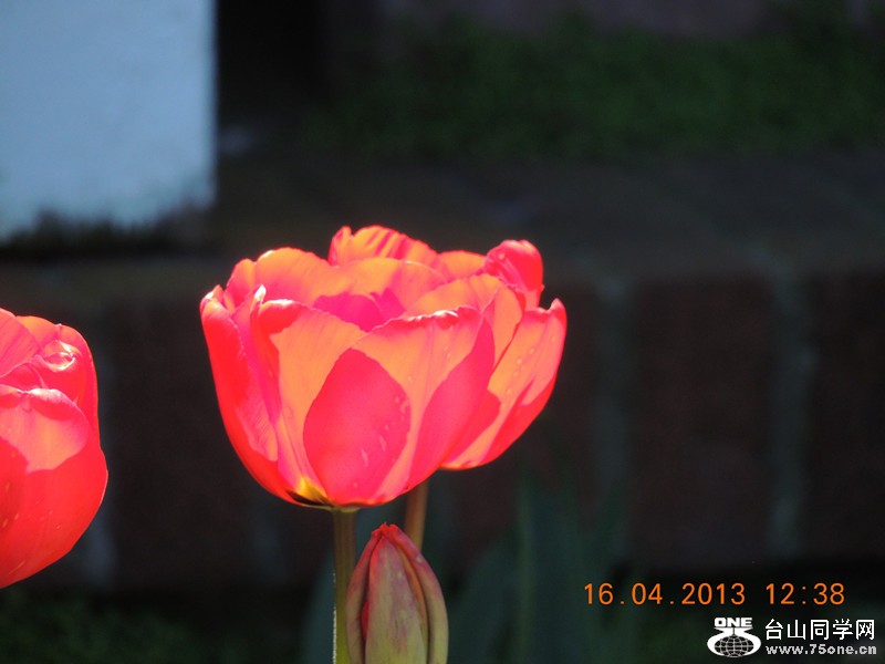 flower 2780_.jpg