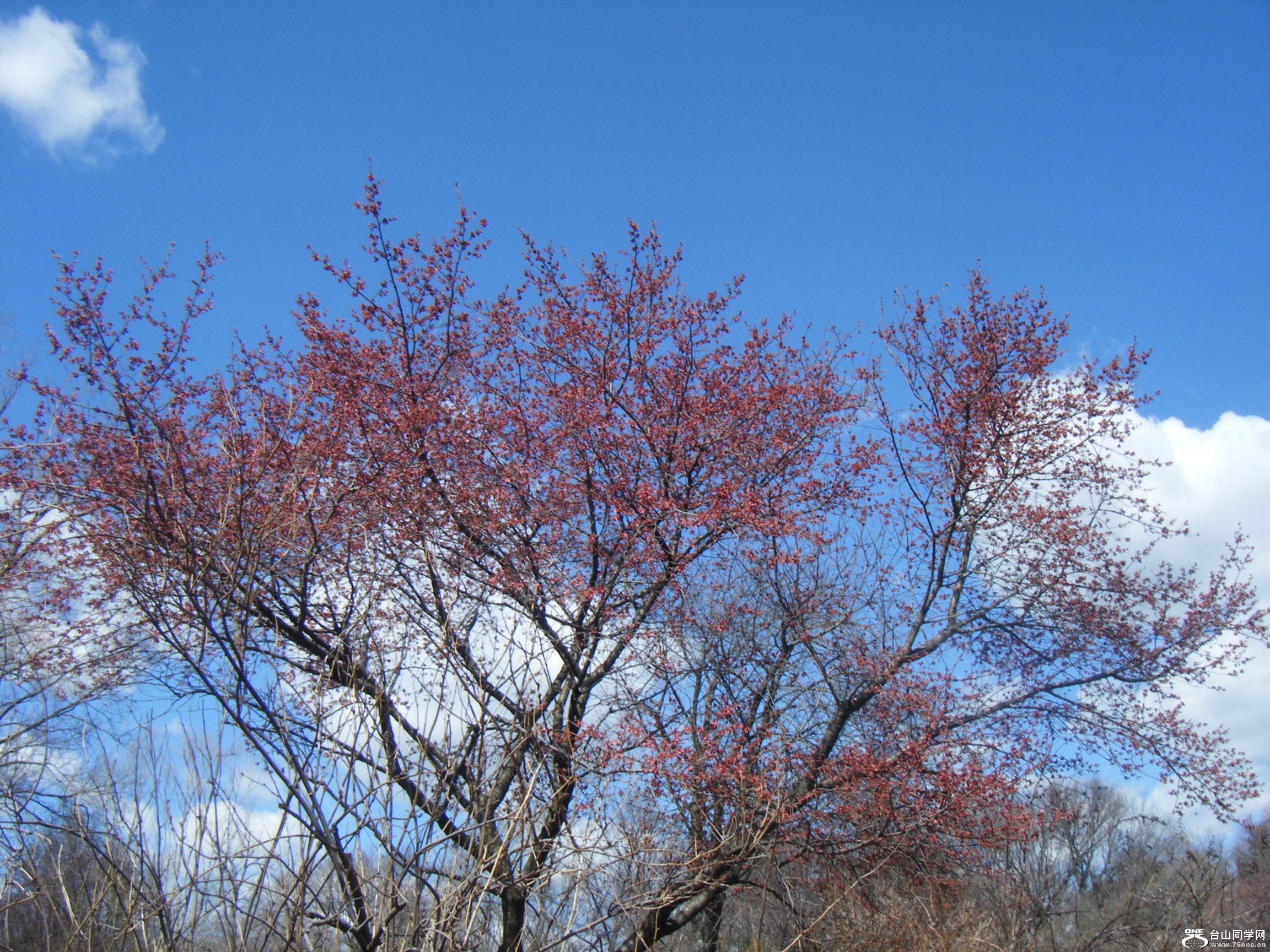 ձ@Brooklyn Botanic Garden һ[ 039.JPG