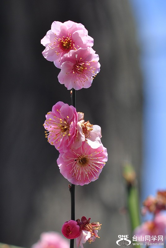 CSC_0694_.jpg