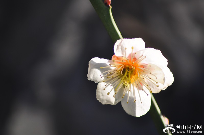 DSC_0657_.jpg