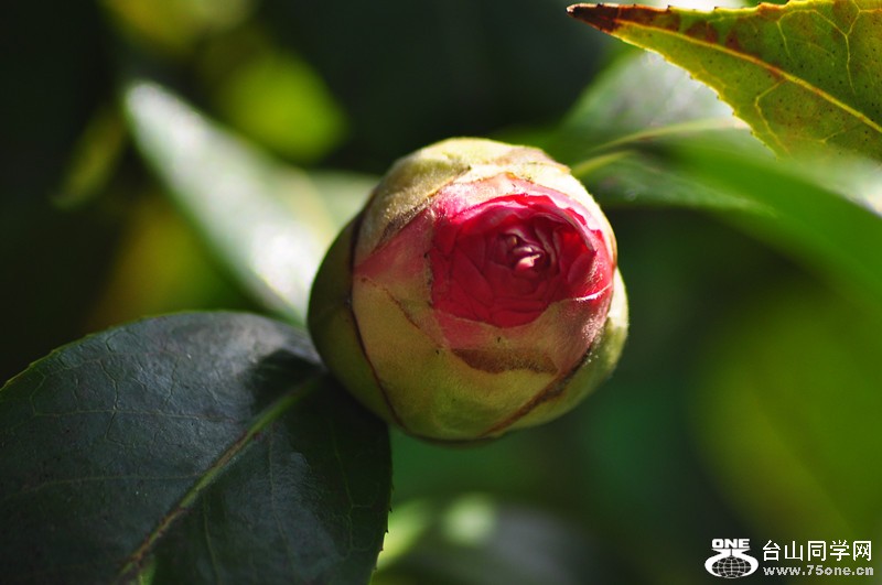 DSC_0669_.jpg