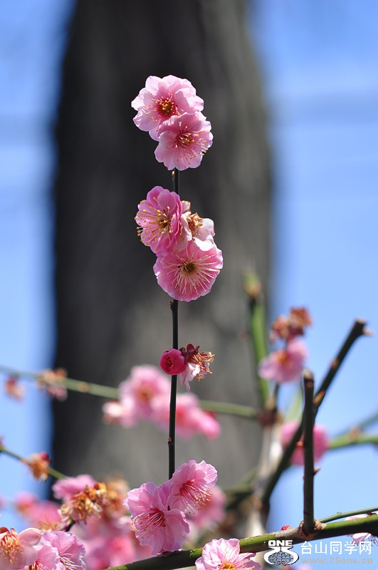 DSC_0693_.jpg