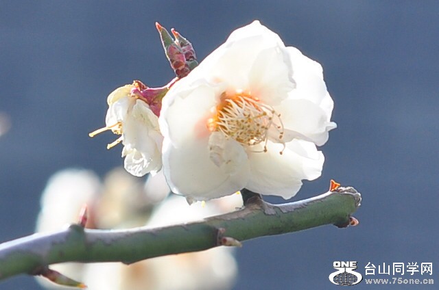 CSC_0639_.jpg