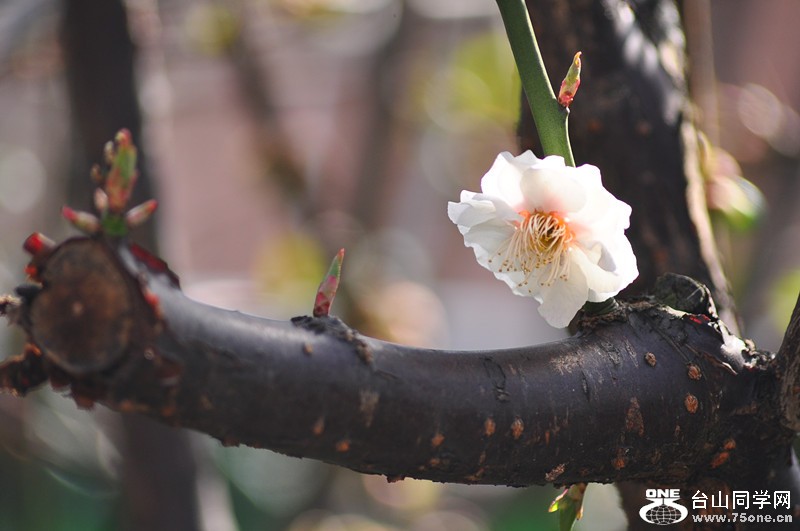 DSC_0646_.jpg