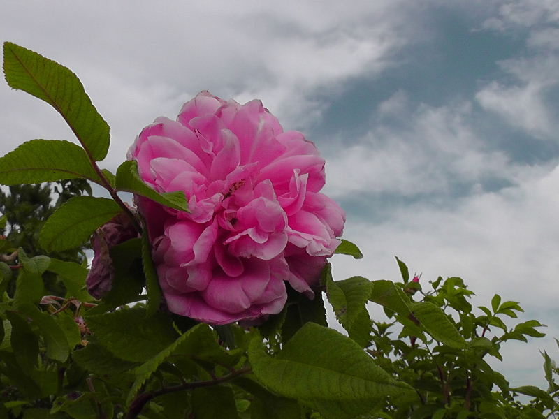 H2390025.JPG