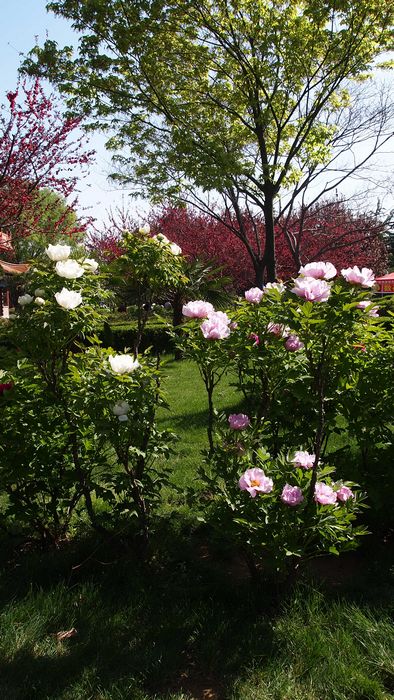 P4113684_ת.jpg
