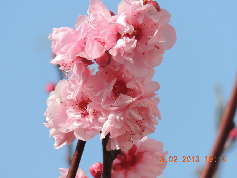 flower 410_.jpg