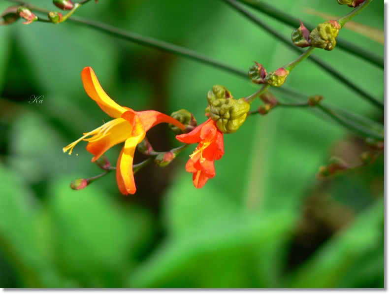 flowers 11-04-13 113.jpg