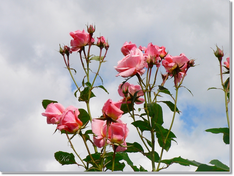 flowers 09-04-13 210.jpg