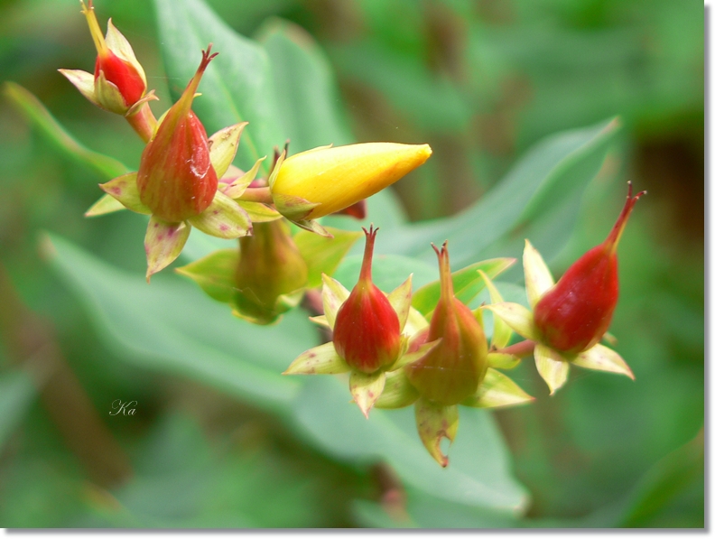 flowers 09-04-13 312.jpg