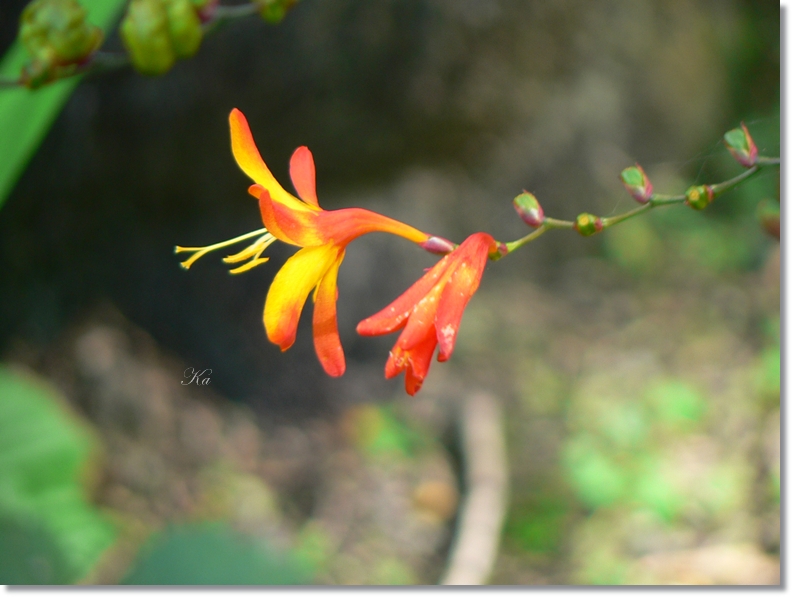 flowers 11-04-13 118.jpg