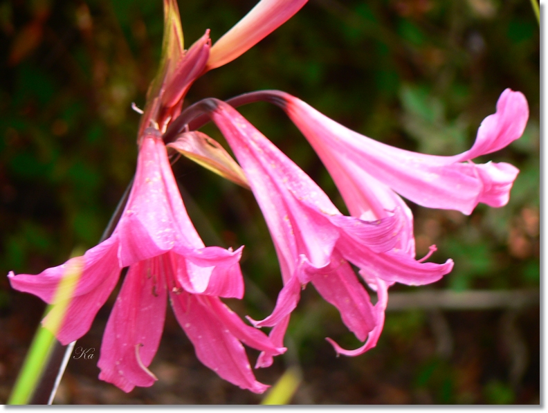 flowers 09-04-13 335.jpg